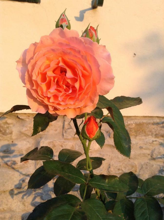 Fiesole in Giardino B&B Esterno foto